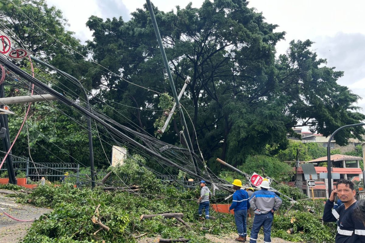 Árbol de 26 metros cayó sobre un poste en Lomas de Urdesa en Guayaquil este 19 de octubre